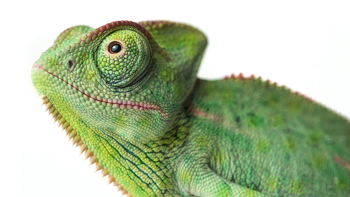 Fine Art Photography Tutorials: Mastering Advanced Techniques for Stunning Images