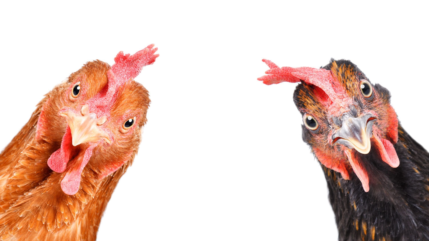 Basic Photoshop Tutorials: Essential Skills for Beginners