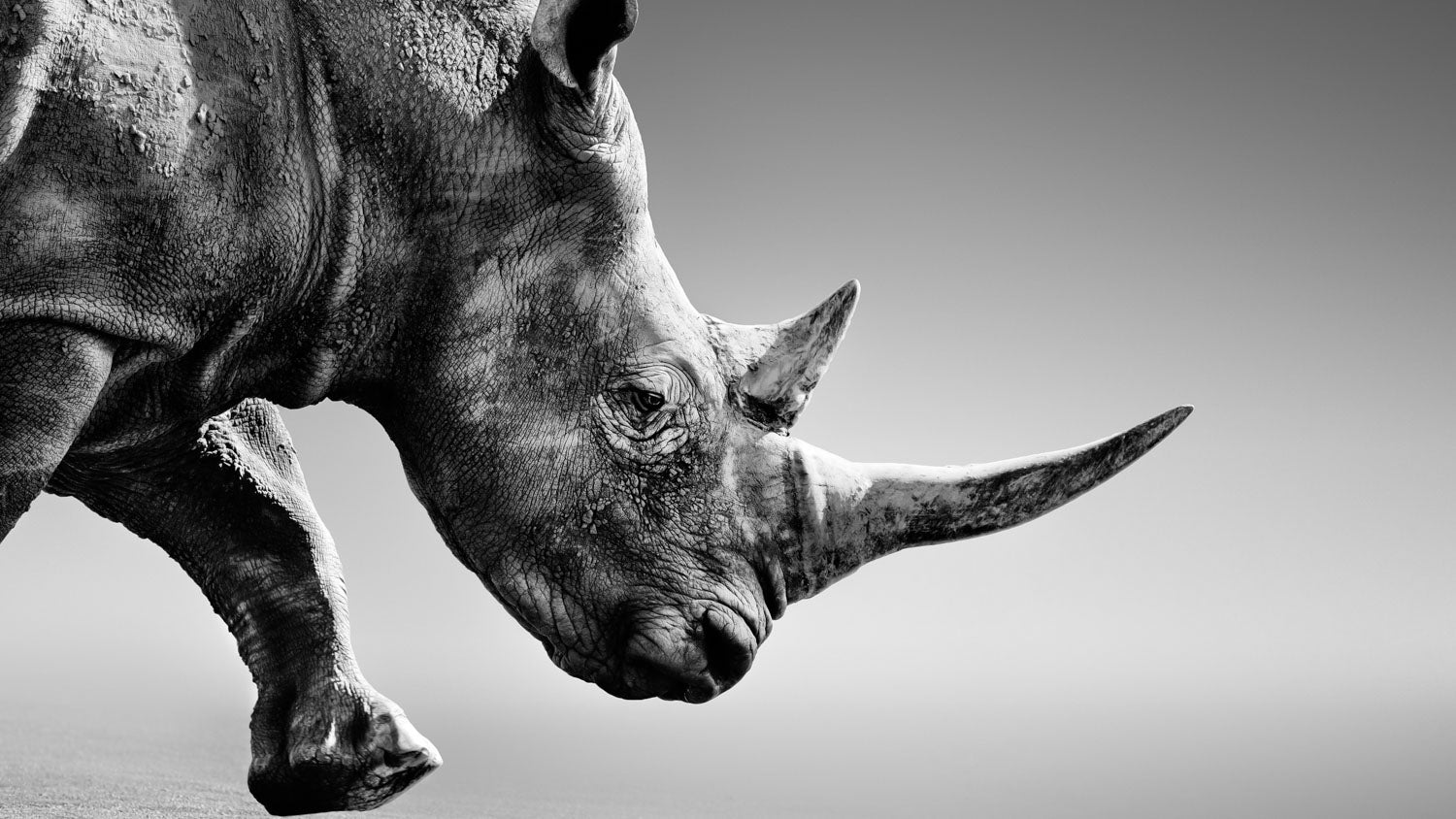 Mastering Motion Graphics: 5 Easy Photoshop Steps