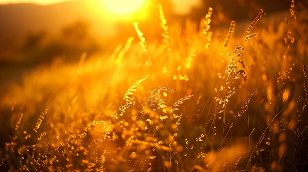 Golden hour light on landscape