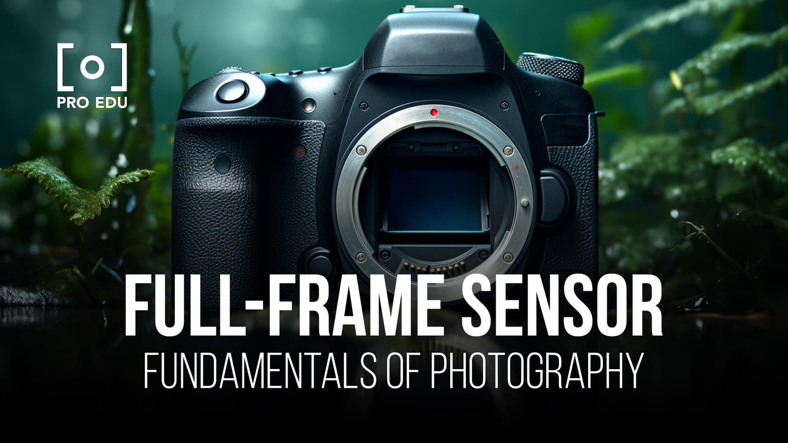 Full-Frame Sensors Explained for Beginner Photographers
