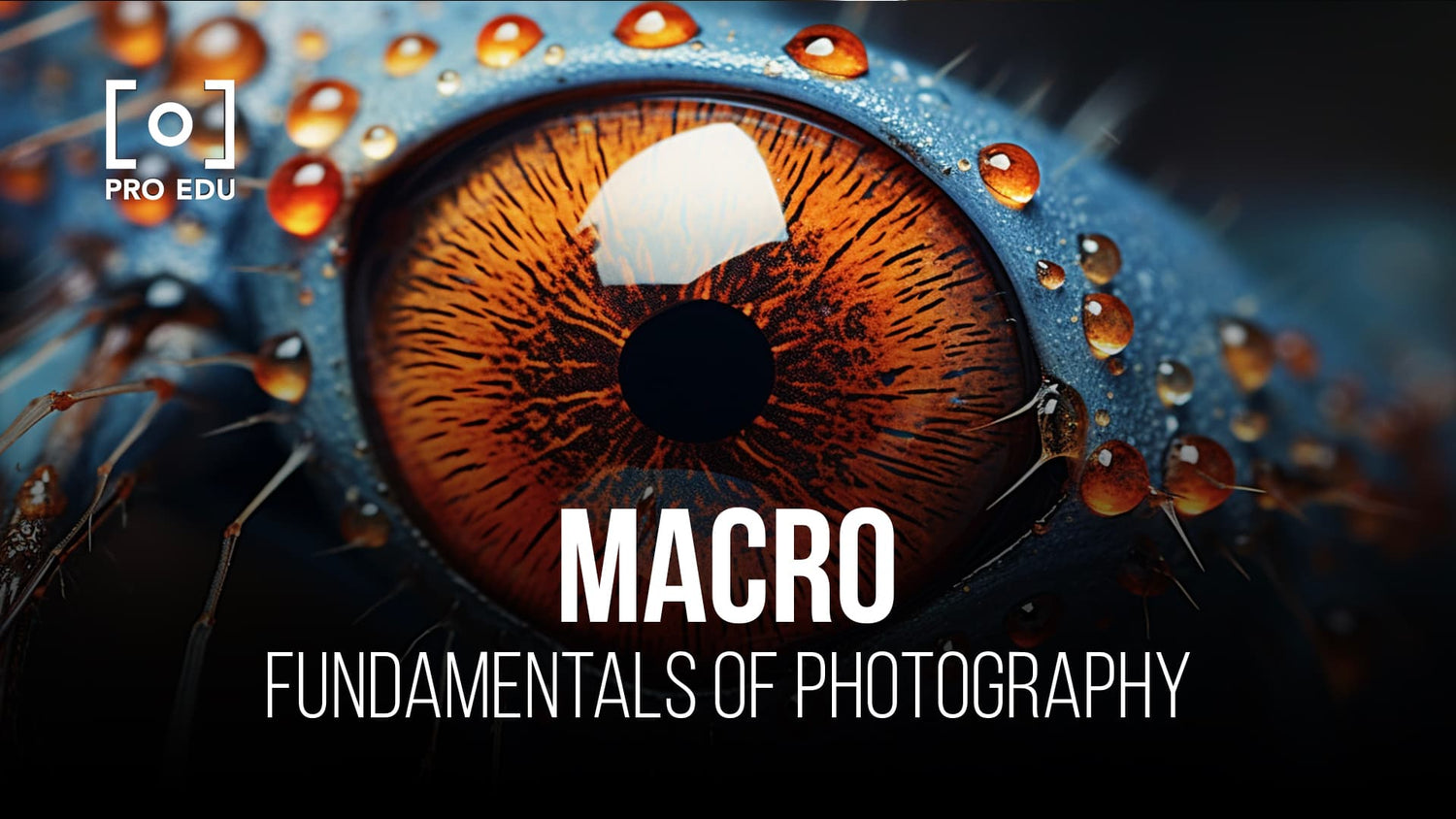 A closer look at the world through macro photography techniques