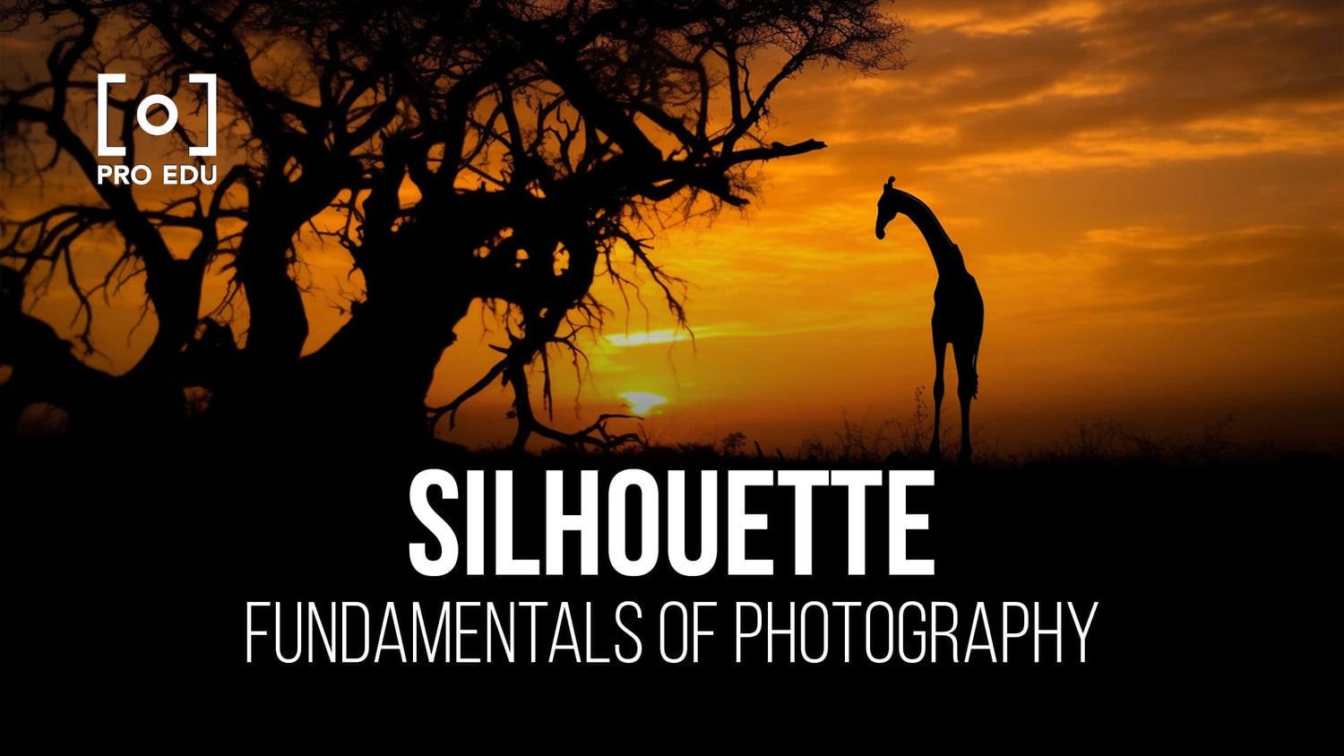 Crafting dramatic images with silhouette photography techniques